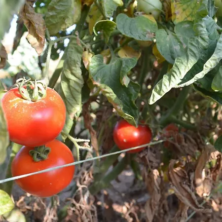 Apartman Casa Muraglia Studio/studio Under Castle