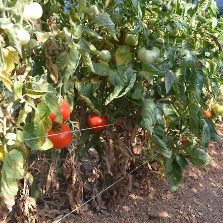 Casa Muraglia Studio/studio Under Castle *