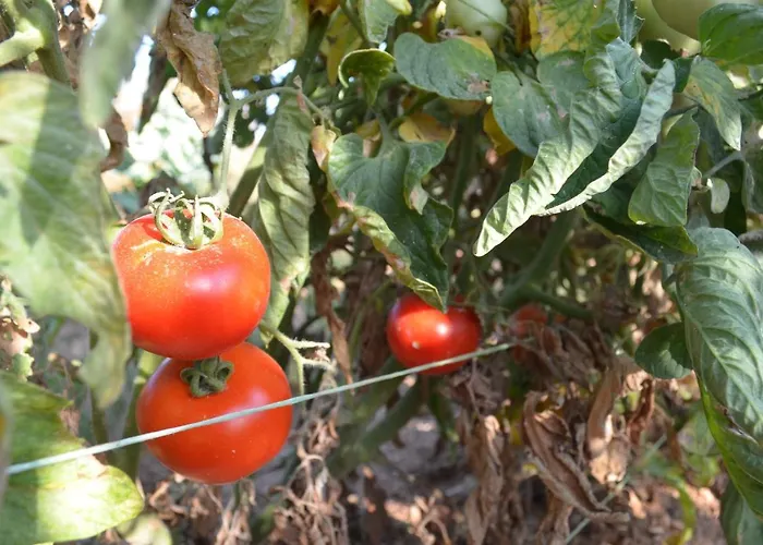 Apartament Casa Muraglia Studio/studio Under Castle